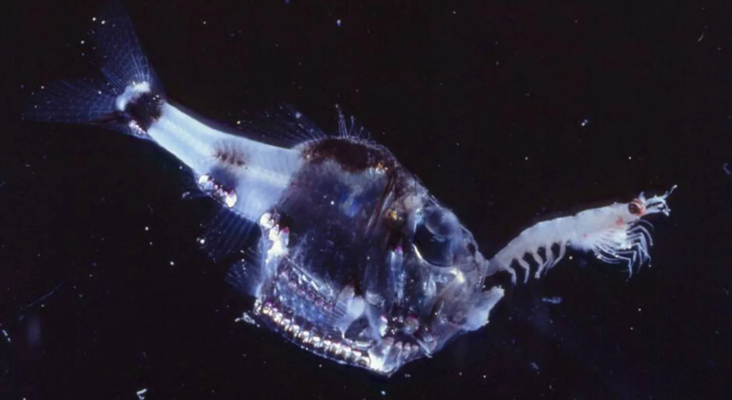 Find Halloween Inspiration With These Six Creepy Animals