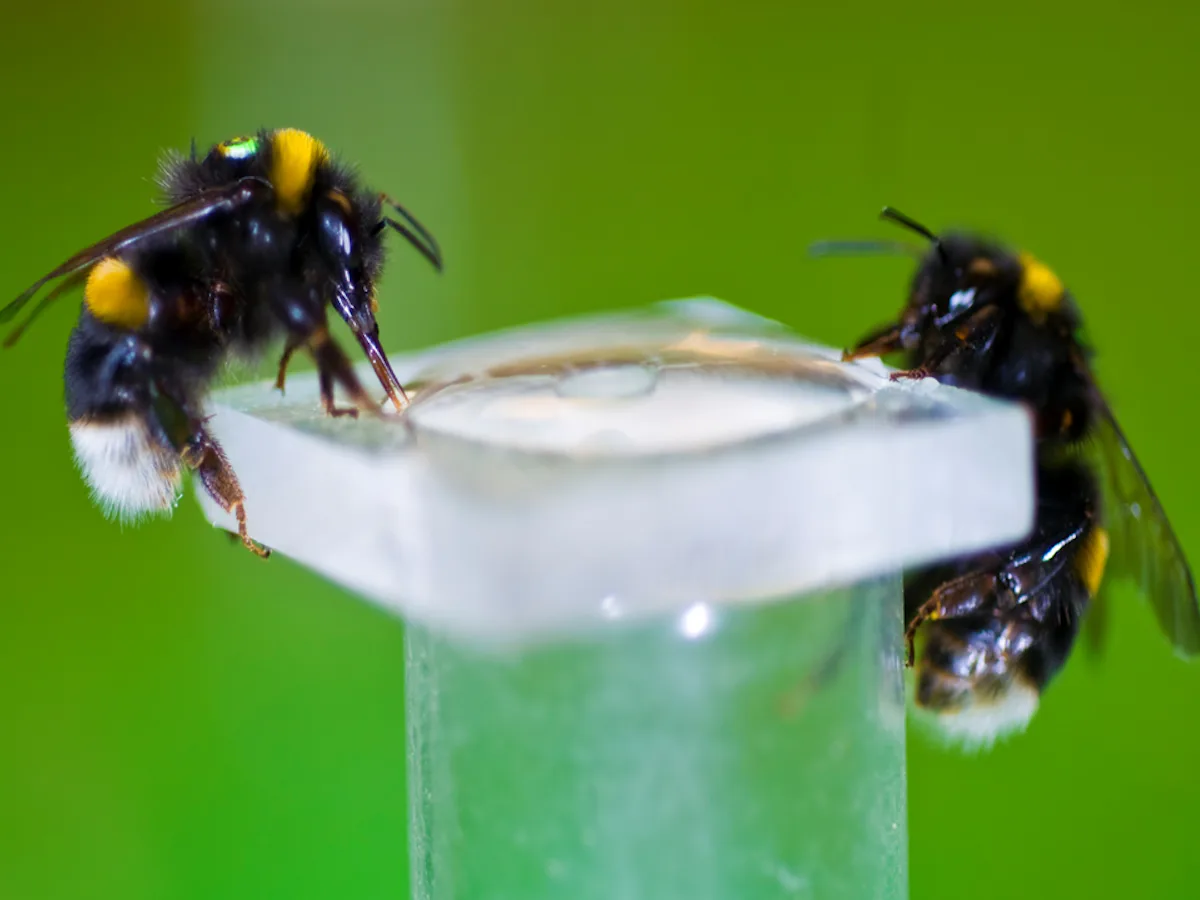 bee tobacco Show Cigarillos Berry Pre Priced 15 Pouches of 5 Stock Vintage Honey Bee Snuff Smoking