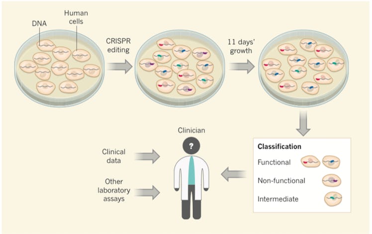 CRISPR BRCA1 breast cancer