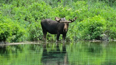 Moose