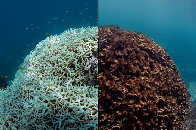 A before and after image of coral bleaching and later dying in March / May 2016, at Lizard Island on...