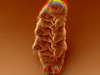 A brown color-filtered shot of a Tardigrade