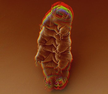 A brown color-filtered shot of a Tardigrade