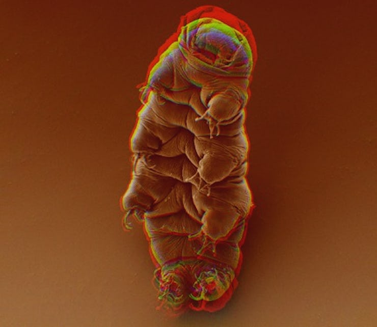 A brown color-filtered shot of a Tardigrade