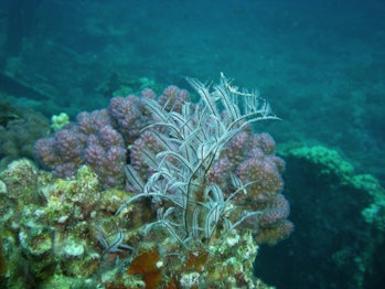 Corals coral reef deep water blue