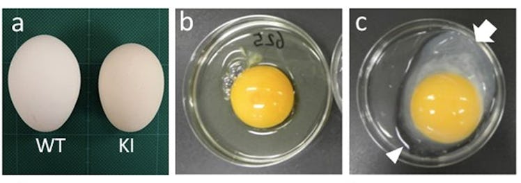 golden egg interferon beta