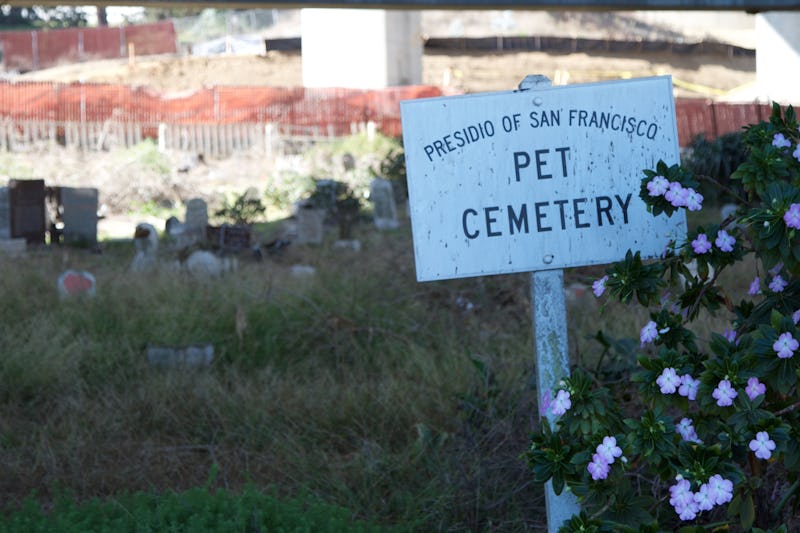 The San Francisco Pet Cemetery and a white table