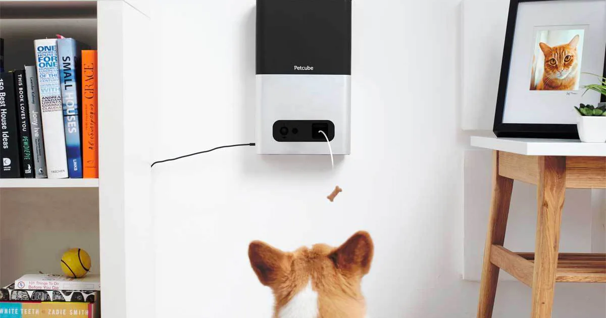 Pet Computer Monitor This Innovative Monitor Lets You Play With and Reward Your Pets From Anywhe