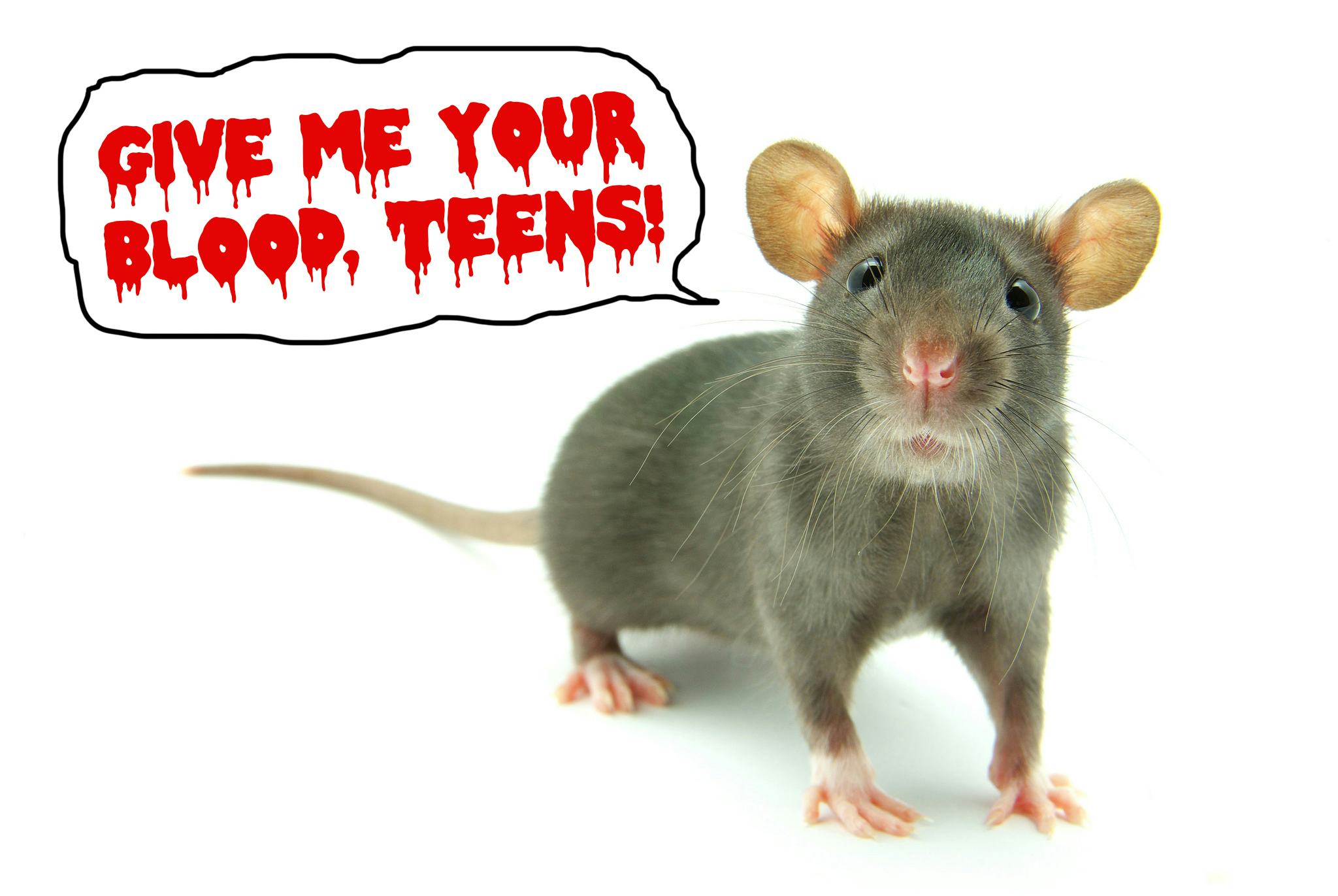 Alkahest Researchers Rejuvenate Old Mice With Blood from Human Teens