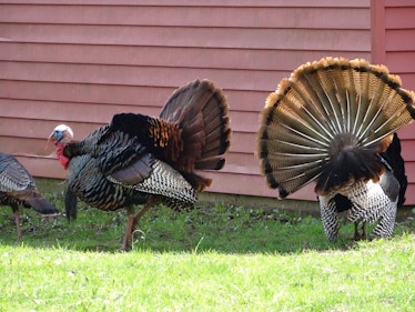 Tom Turkeys