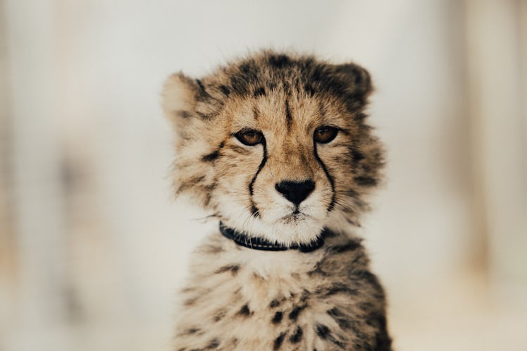 cheetah