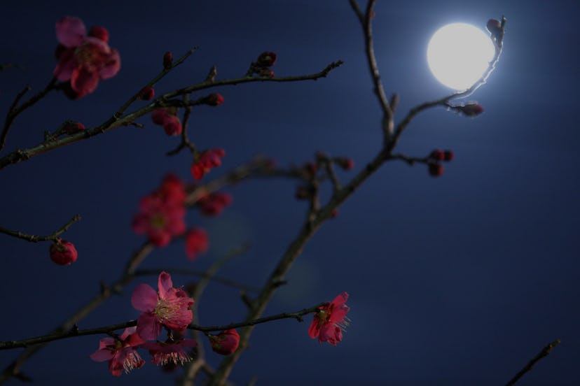 What Is a Flower Moon? How This Celestial Event Is Different From Others