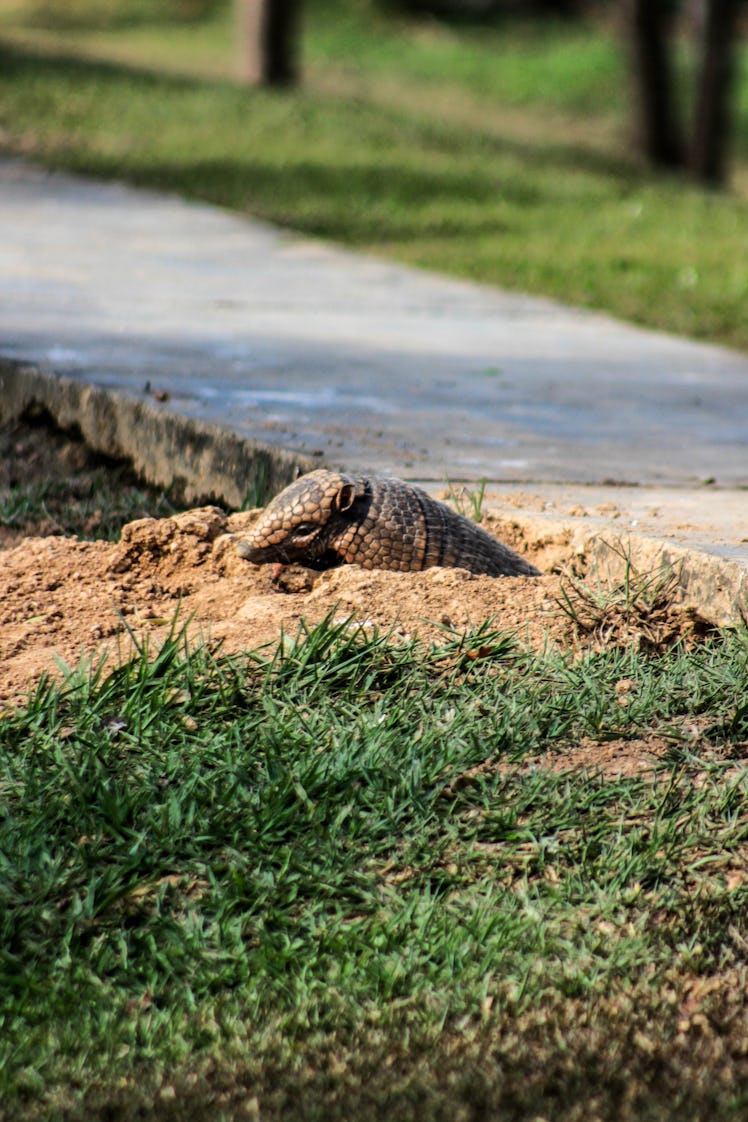 An armadillo peeks out of its burrow in Brazil 
