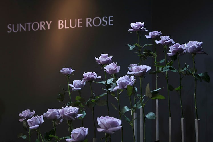 blue rose purple rose suntory brewing company roses