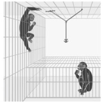 bonobo selflessness experiment