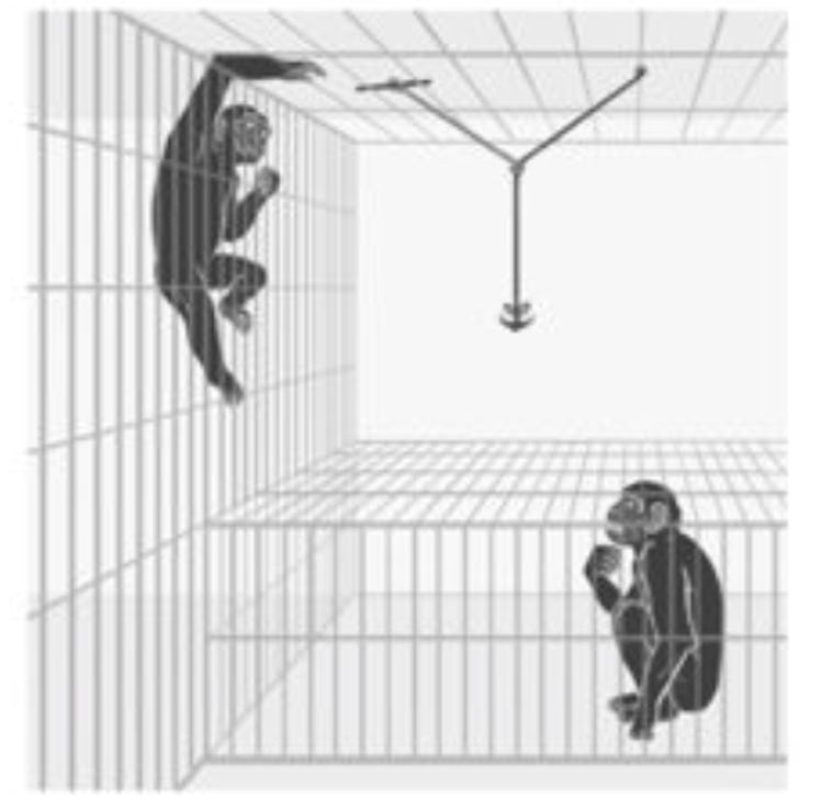 bonobo selflessness experiment