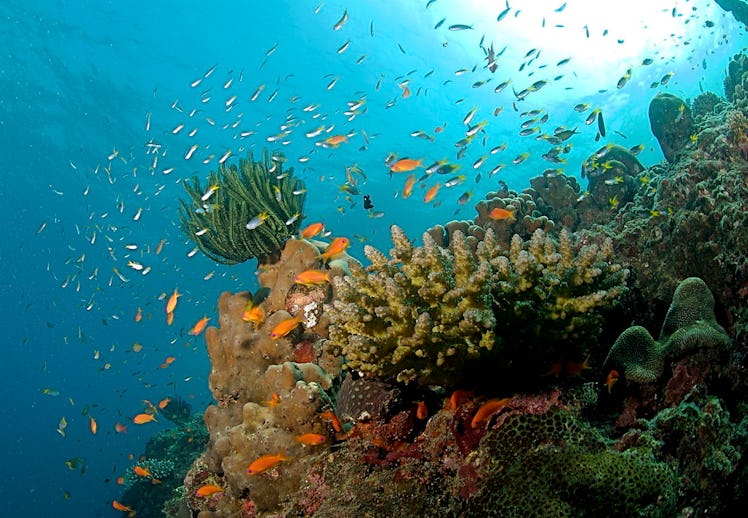Coral Reef at the Andaman Islands