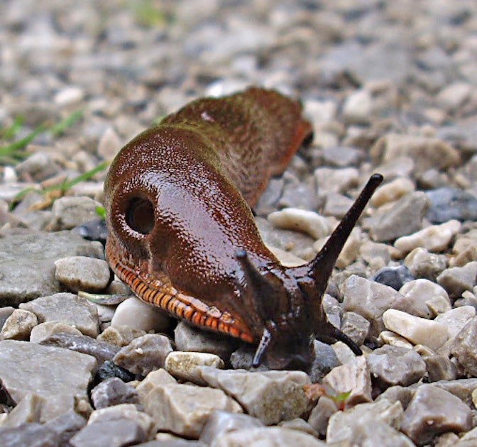 this-monster-slug-is-an-irl-stranger-things-demogorgon