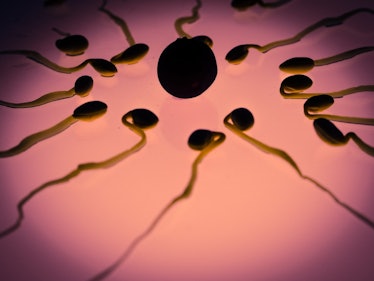 sperm count men 