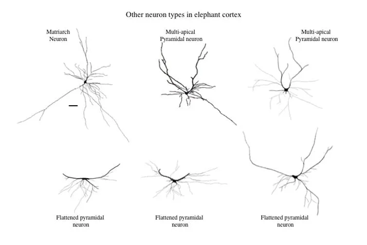 Neuroscience Explains Why Elephants Are So Dang Smart: 12-Pound Brains