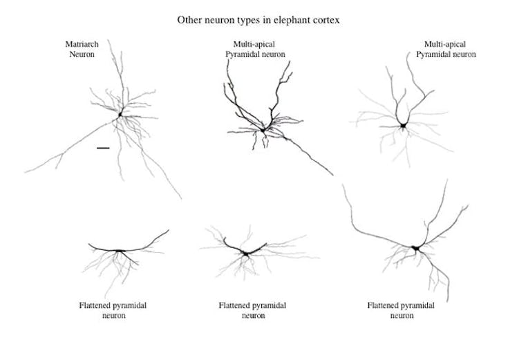 A variety of cortical neurons in the elephant that are seldom if ever observed in the cortex of othe...