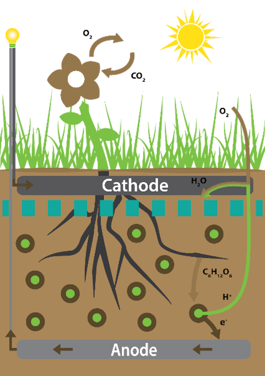 photosynthesis power