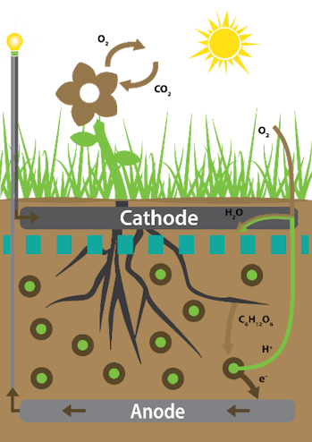 photosynthesis power
