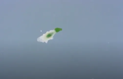 Video of New Tardigrade Species Pooping Looks Like a Falcon Heavy