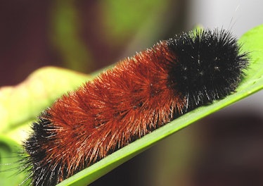 wooly bear caterpillar
