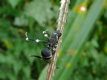 Maraudeur Ant (Polyrhachis armata) infected by Cordyceps