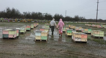 Hundred of hives in holding yard in the Central Valley in January waiting to go into almond orchards...