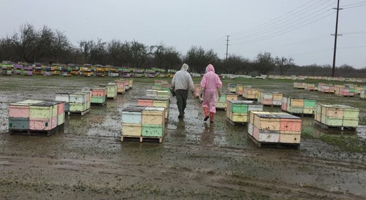 Hundred of hives in holding yard in the Central Valley in January waiting to go into almond orchards...