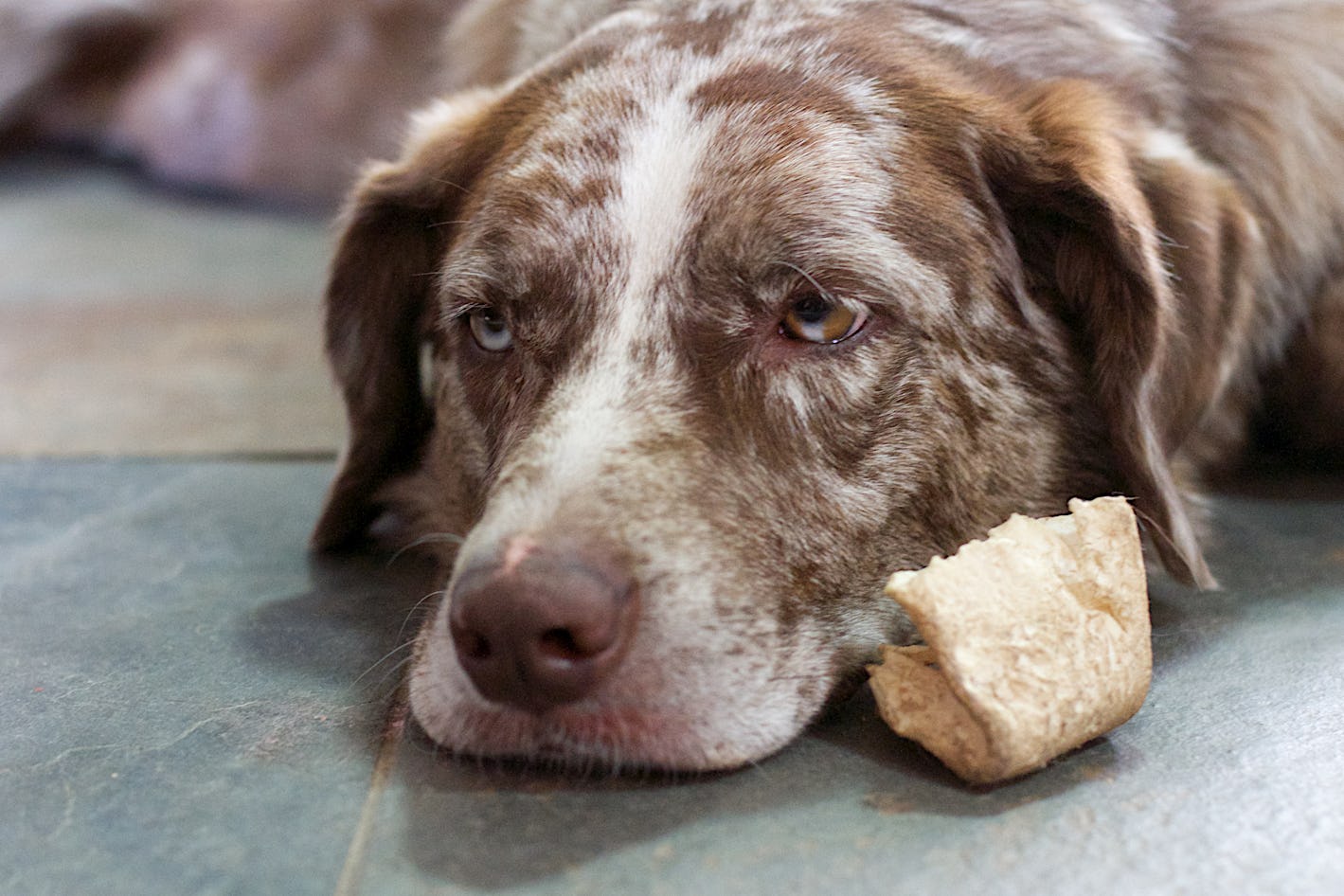 Can my dog eat a turkey leg bone Clearance