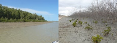 mangroves Flinders River 