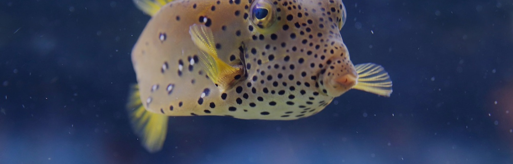 A Deadly Pufferfish Poison Can Be Harnessed To Block Pain Signals