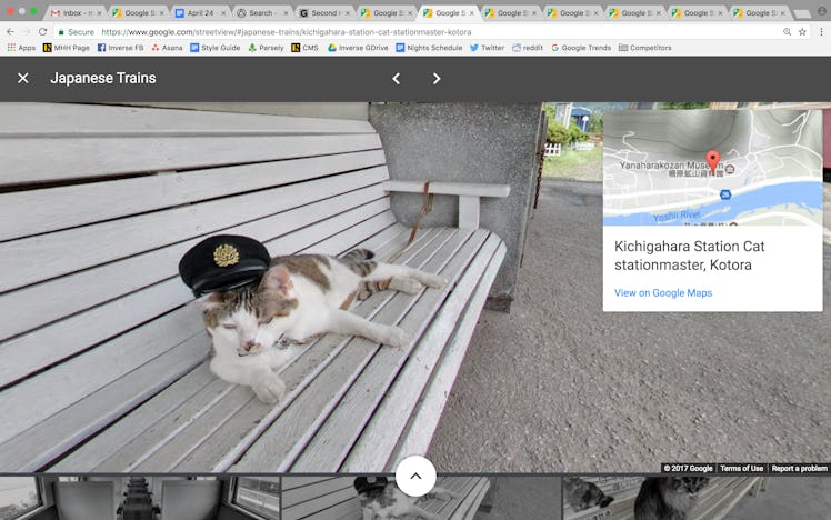 Cat Google Street View
