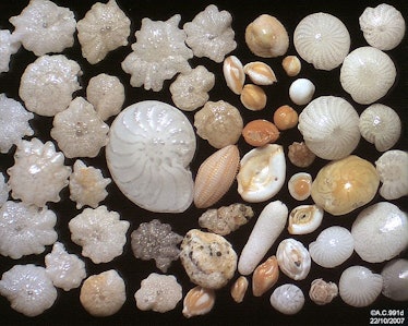 foraminifera shells myanmar