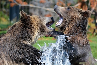 Two grizzly bears fighting in water
