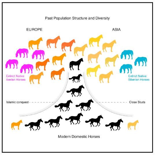 Why 2 Horse Species Are All That's Left Of A Massive Family Of Animals