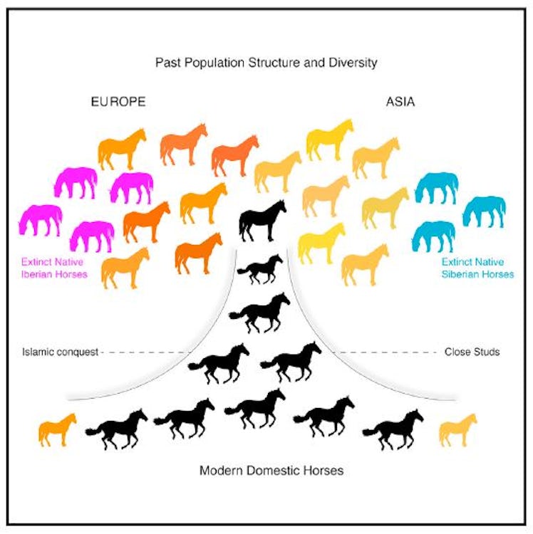 horse genetics 