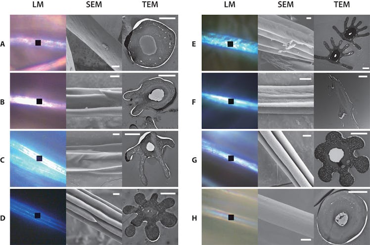 A look at the eight evolutions of blue tarantula hair under microscopy 
