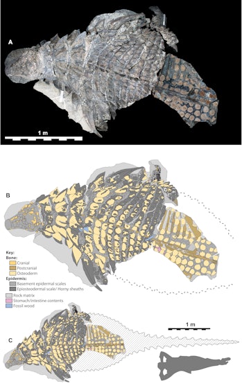 Alberta's Famous Nodosaur Finally Has a Name