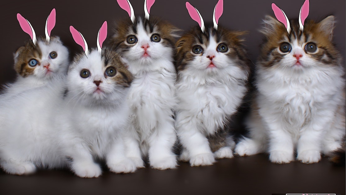 cute kittens and bunnies