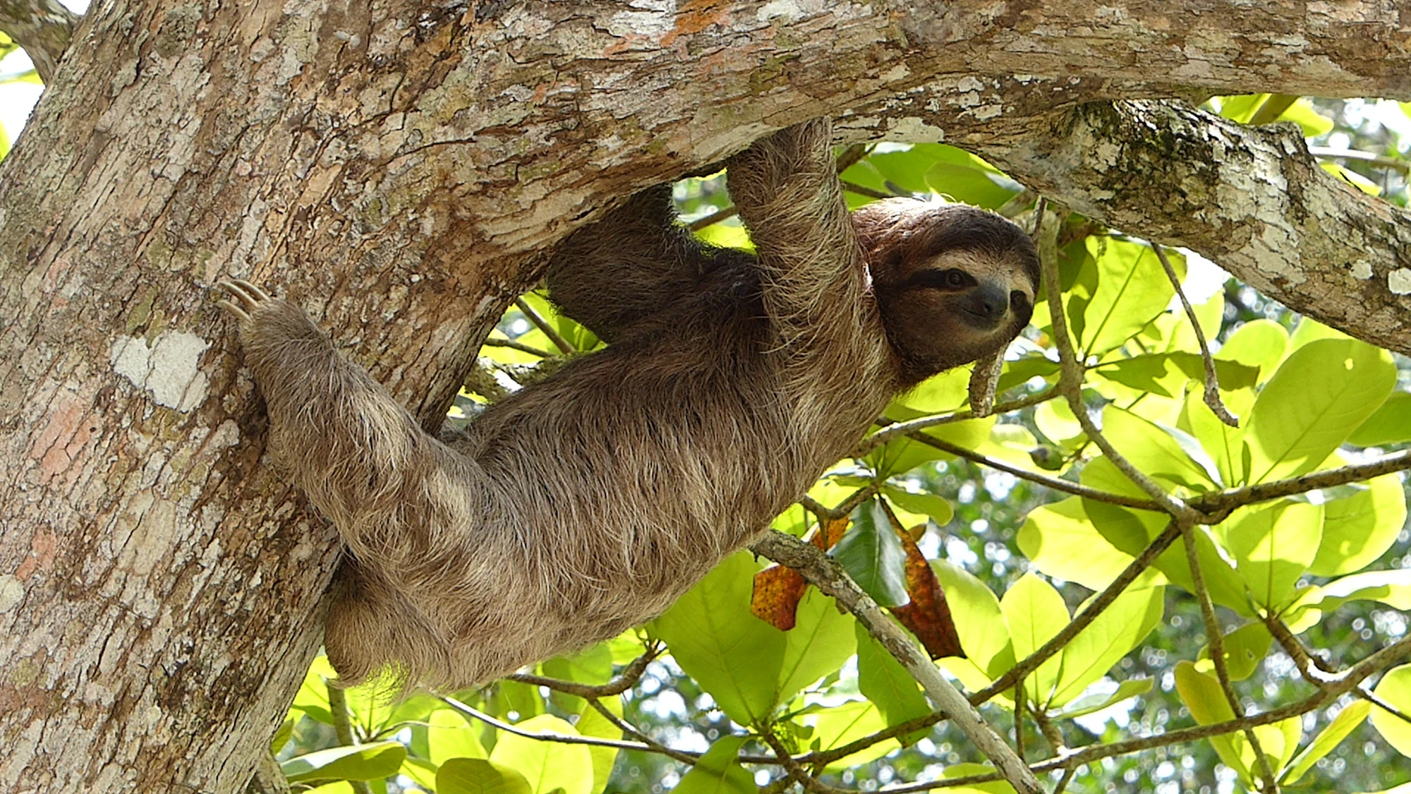 Sloth Is Slow Are Sloths Lazy? The Surprising Reason These Creatures Move So Dang Slow