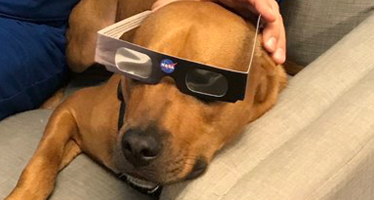 Are Dogs Affected by the Solar Eclipse? How to Keep Your Pets Safe
