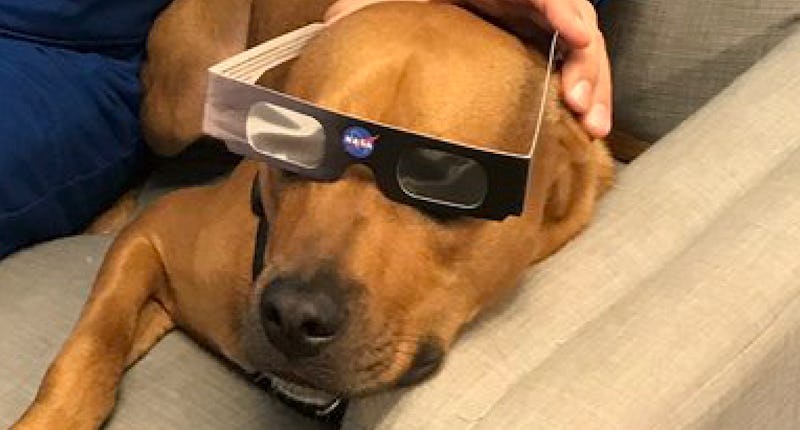 A dog with NASA's protective eclipse glasses