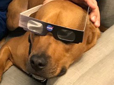 A dog with NASA's protective eclipse glasses