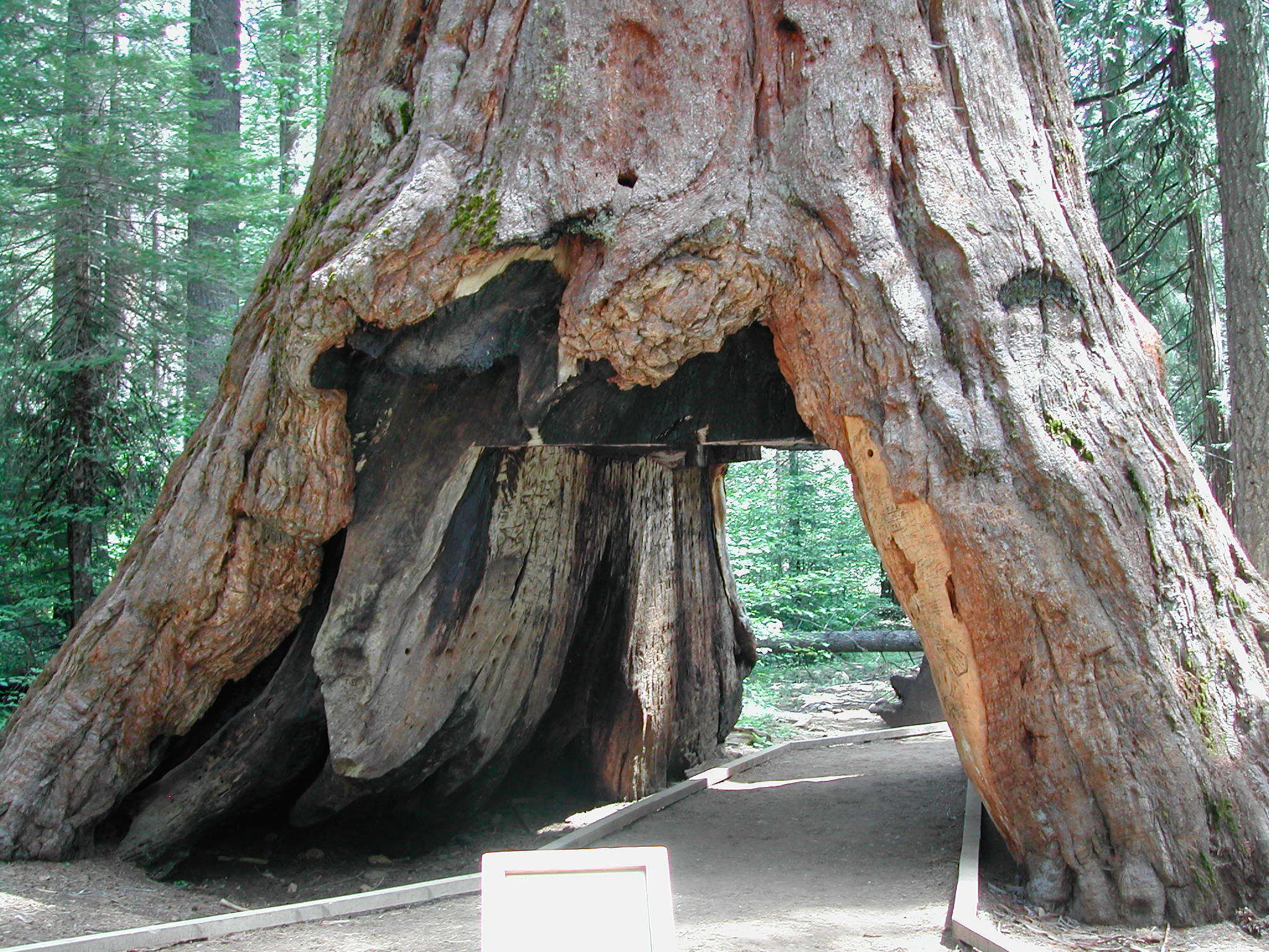 The Tunnel Tree Is Dead, But You Can Still Visit it in 'Cruis'n USA'