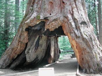 Pioneer Cabin Tree