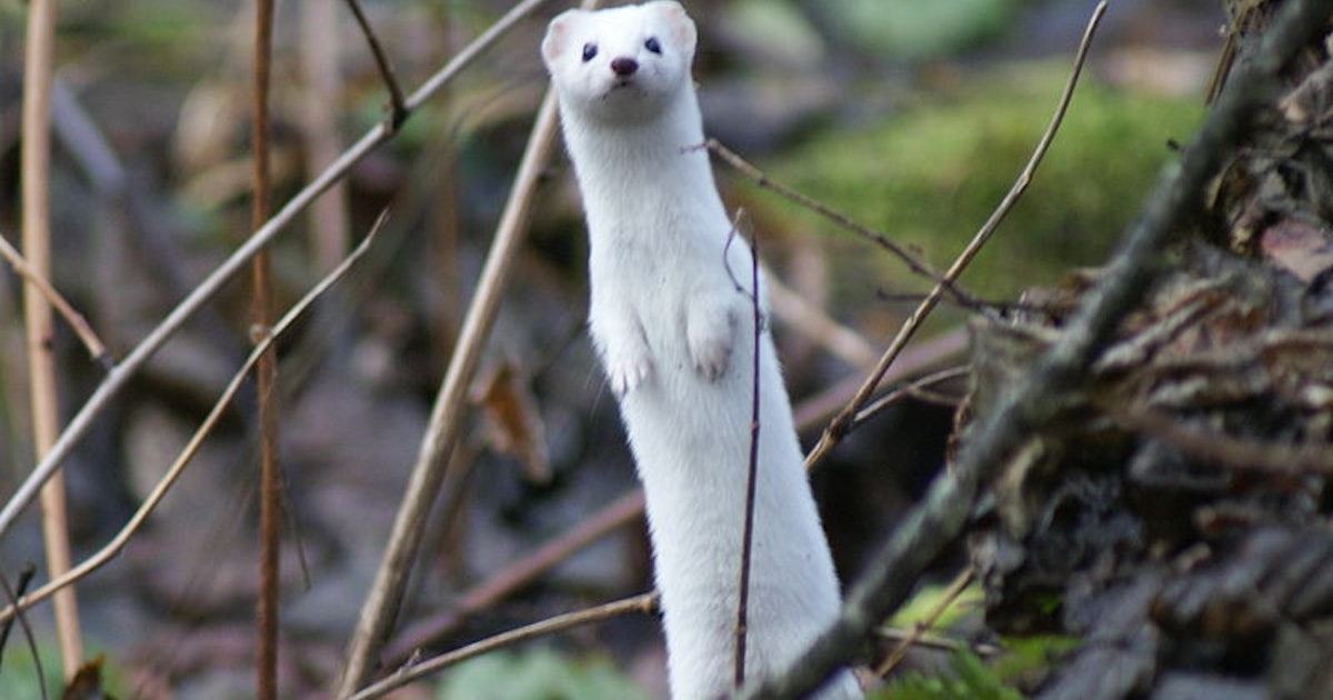 Climate Change Means WhiteFurred Animals Must Adapt or Go Extinct